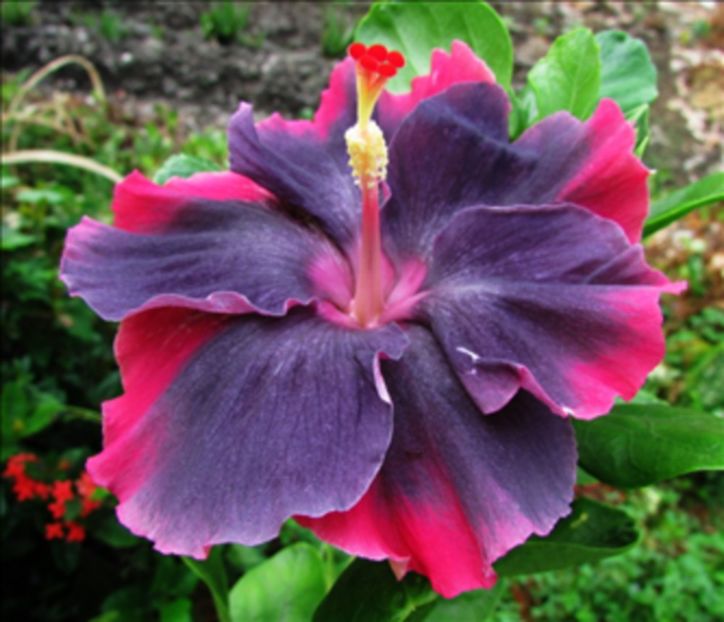  - Moorea My Blue Pearl