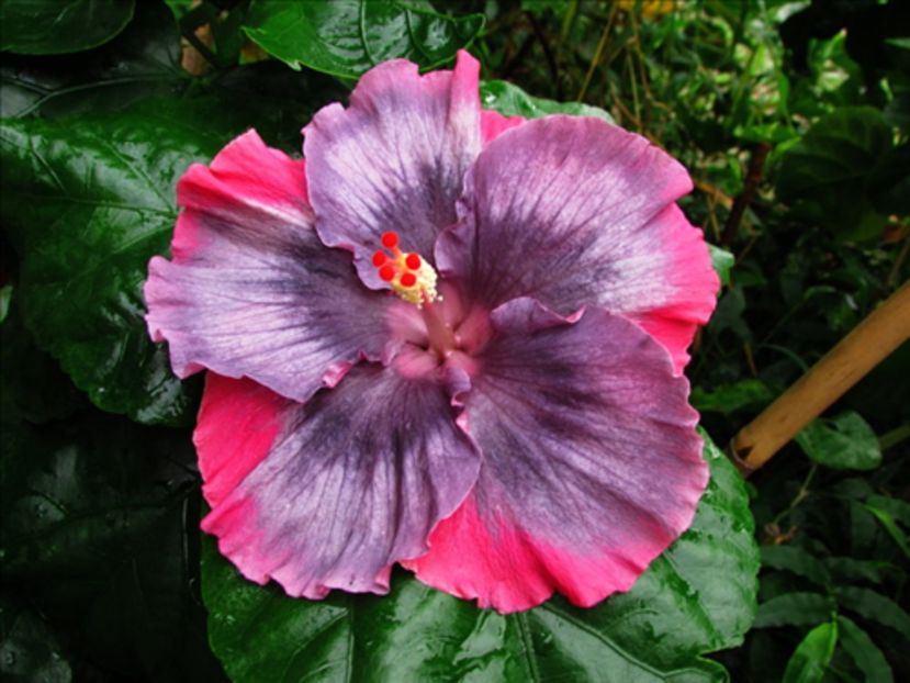  - Moorea My Blue Pearl