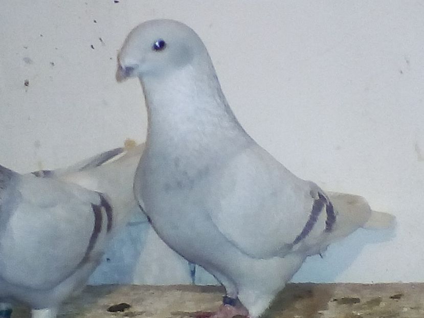  - porumbei 2017
