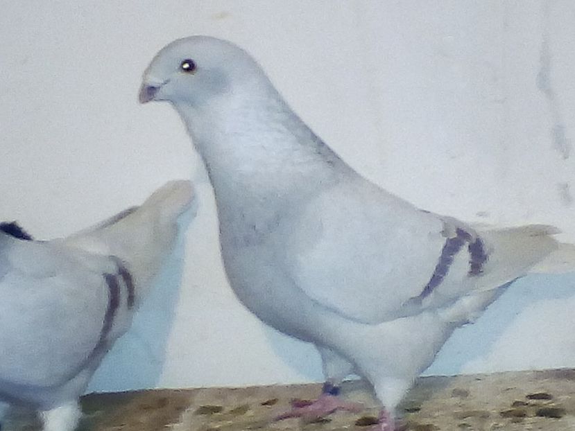  - porumbei 2017