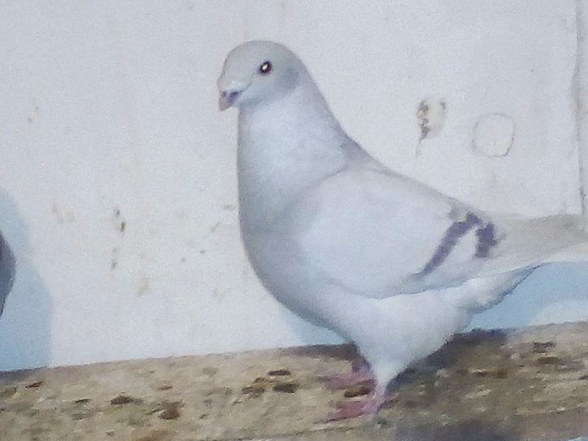  - porumbei 2017