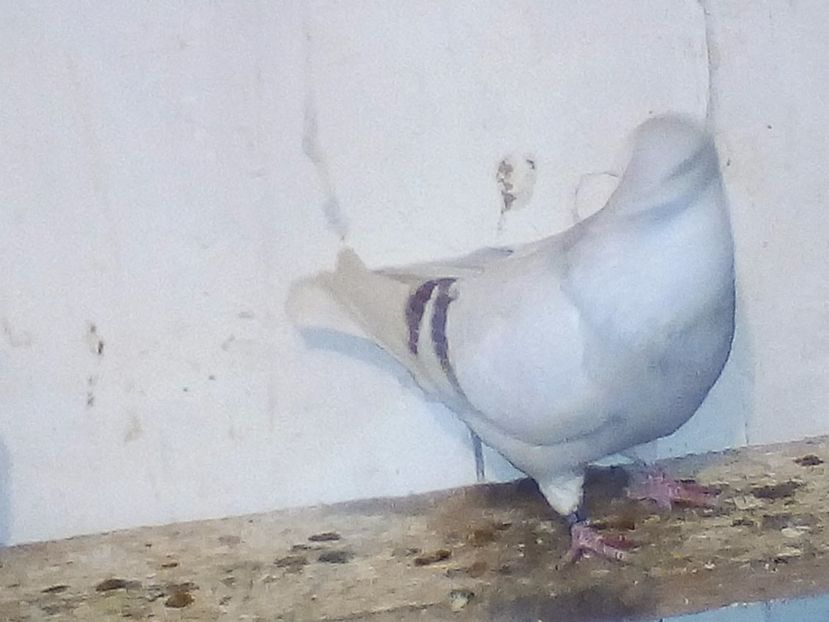  - porumbei 2017