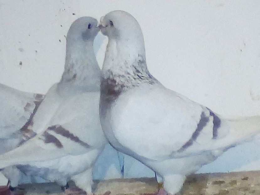  - porumbei 2017