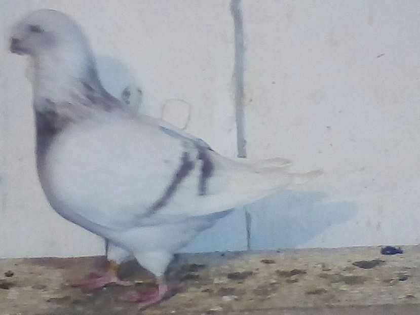  - porumbei 2017