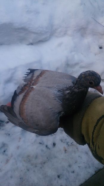  - Zburator Dungat Romanesc 2016