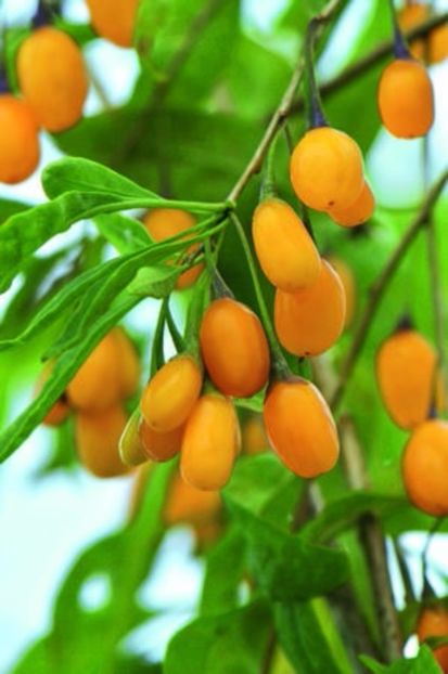 Planta de Goji galben 25 RON - ACASA-Goji-Negru-Galben-Rosu