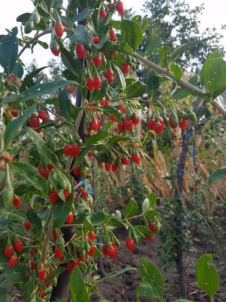 Goji NQ1 din butasi - 10 RON - ACASA-Goji-Negru-Galben-Rosu