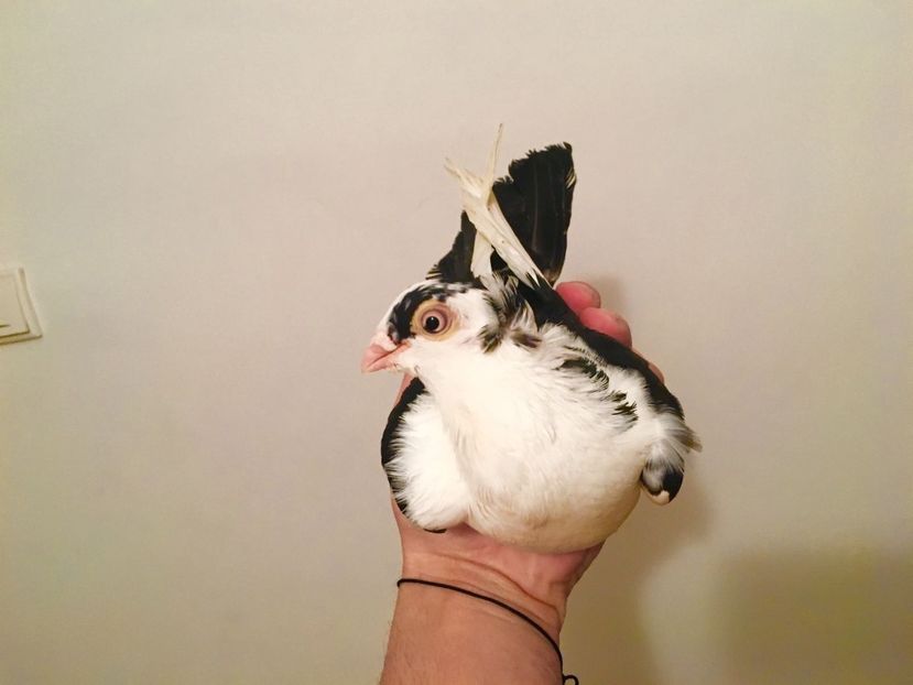 0-1 - JUC GL BALTATI-NEGRU MOTATI