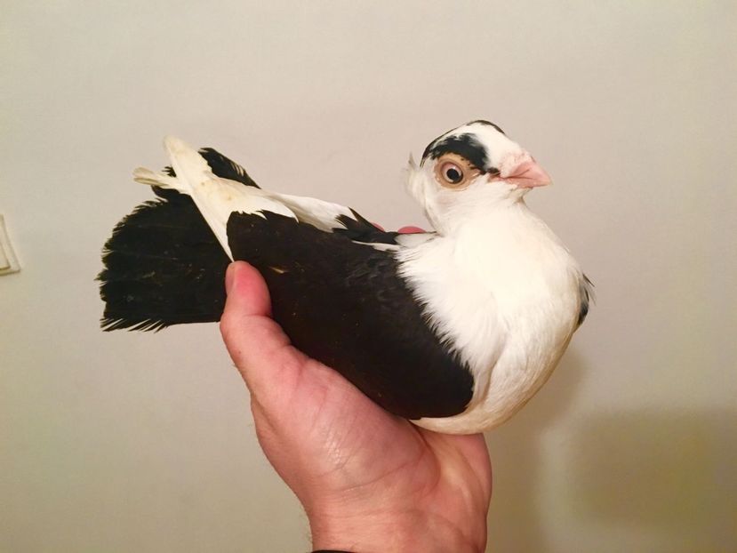 0-1 - JUC GL BALTATI-NEGRU MOTATI