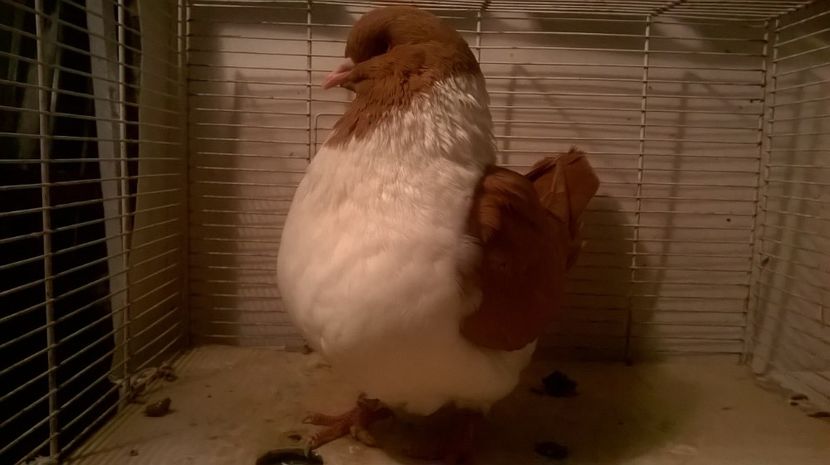  - porumbei strasseri