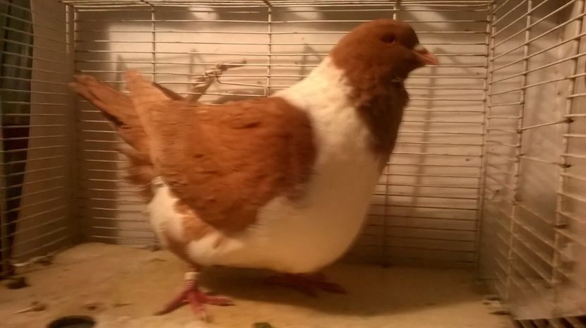  - porumbei strasseri