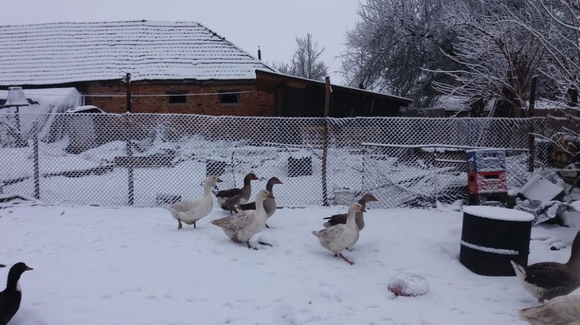 20170220_082236[1] - gaste