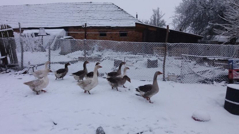 20170220_082230[1] - gaste