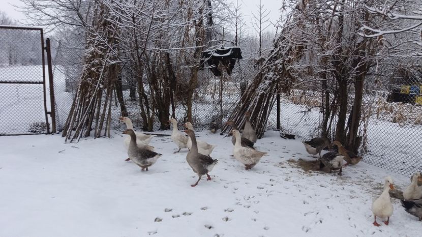 20170220_082153[1] - gaste