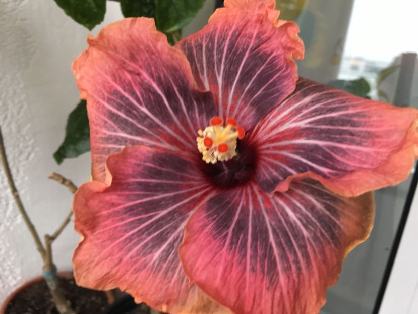 20.02.2017 - Black Rainbow