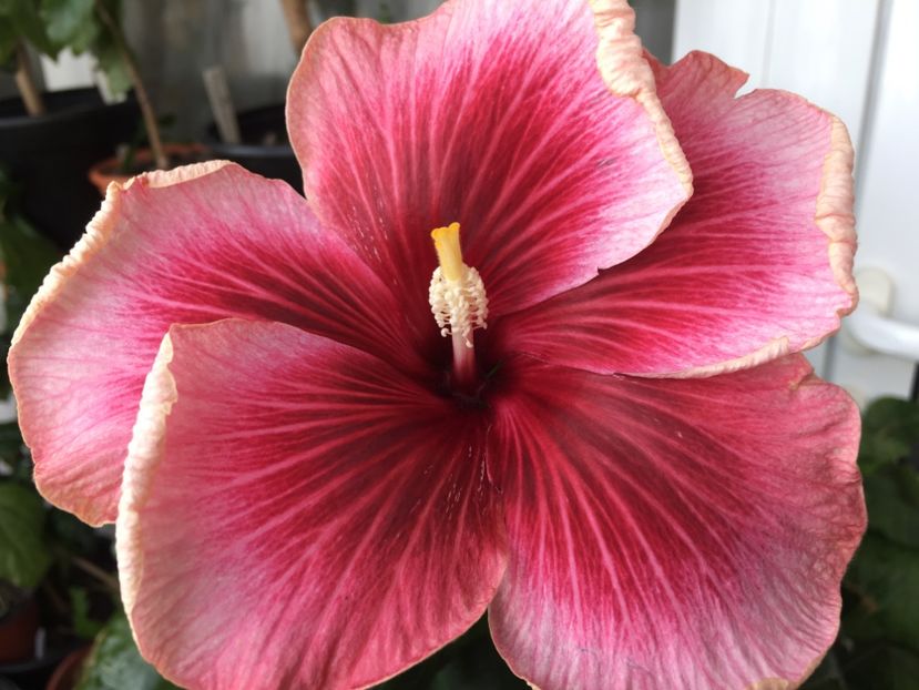 Tahitian Purple Lady - Flori 2017