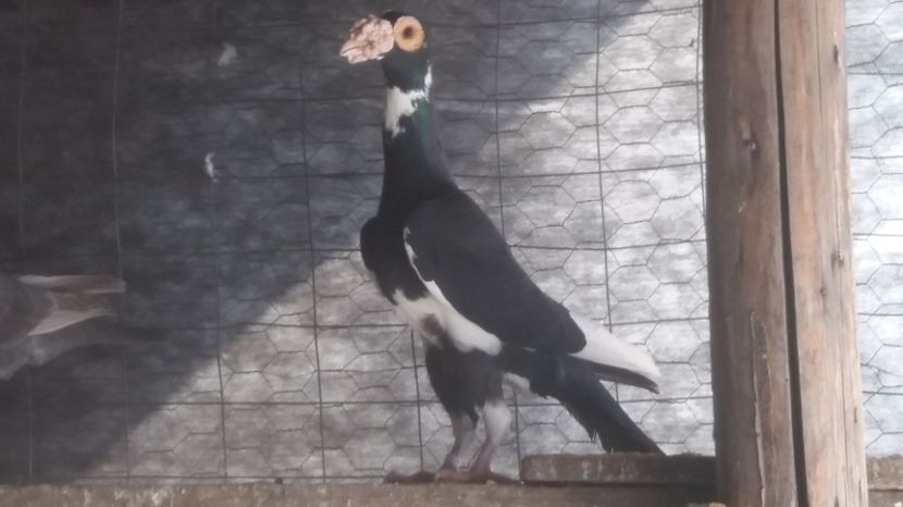 Mas 2015 - CARIERI MATCA 2017