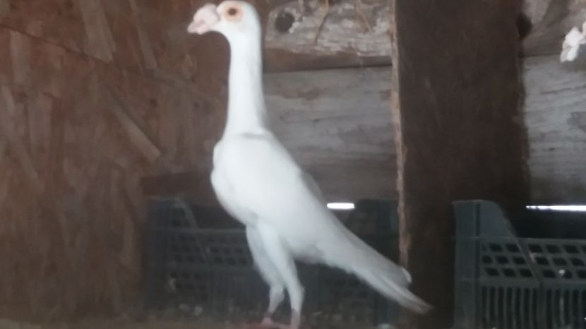 Mas 2016 - CARIERI MATCA 2017