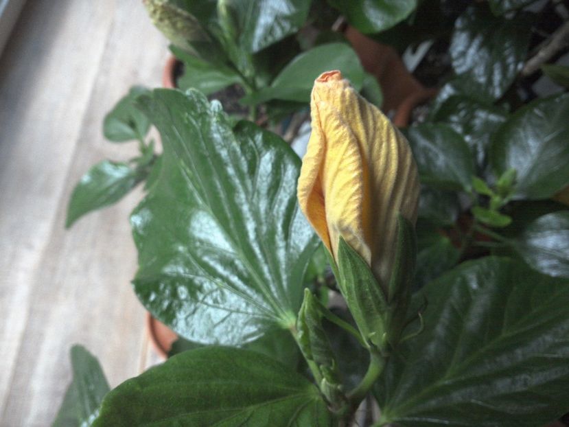 WIN_20170220_104159 - Tahitian Dark Congo