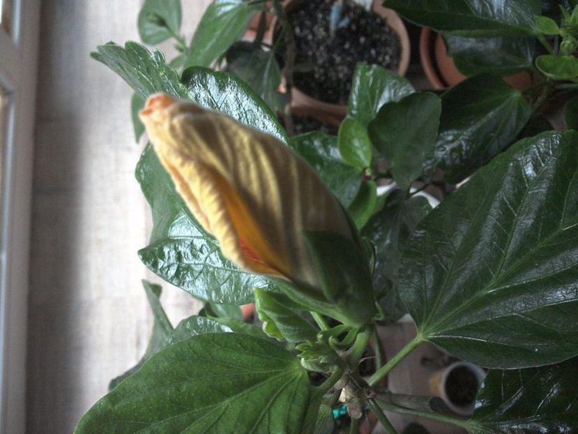 WIN_20170220_104207 - Tahitian Dark Congo