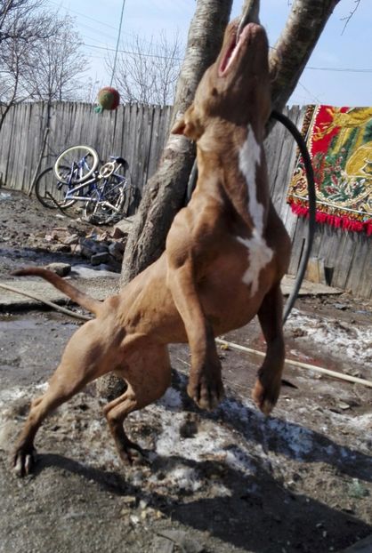  - Paznicul porumbeilor