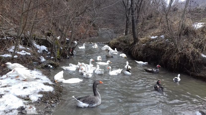  - Curci Bibilici Rate Gaini