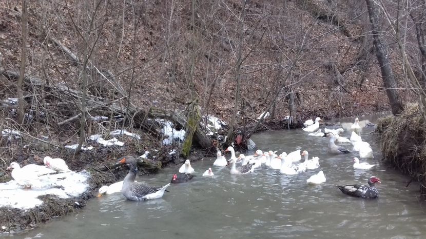  - Curci Bibilici Rate Gaini