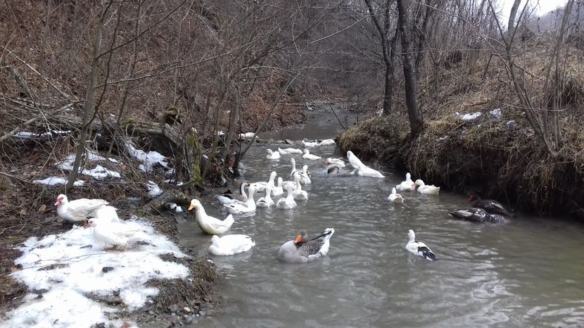  - Curci Bibilici Rate Gaini