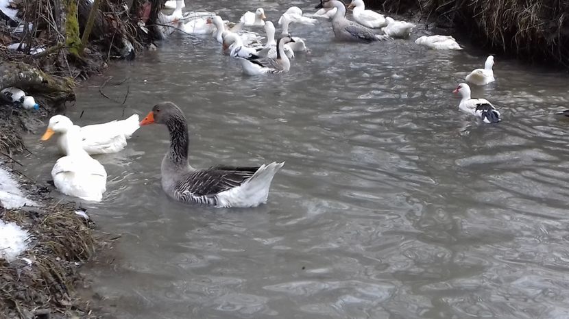  - Curci Bibilici Rate Gaini