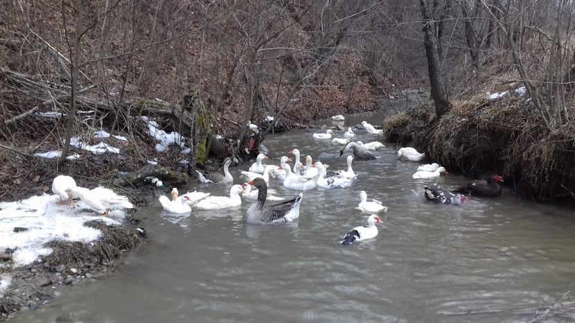  - Curci Bibilici Rate Gaini