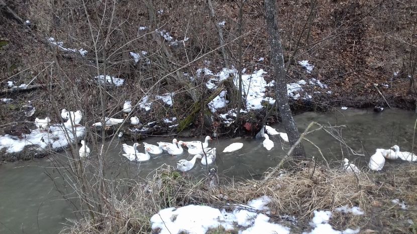  - Curci Bibilici Rate Gaini