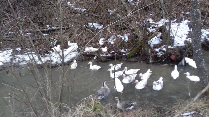  - Curci Bibilici Rate Gaini