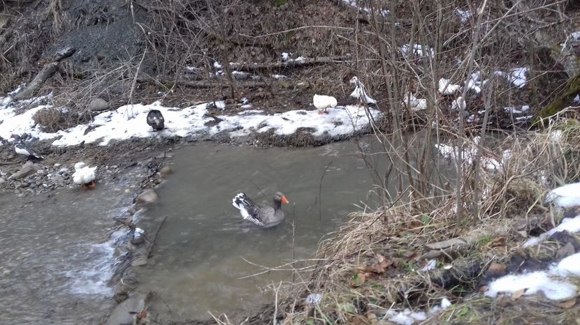  - Curci Bibilici Rate Gaini