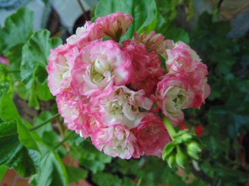 Appleblossom - Muscate 2017