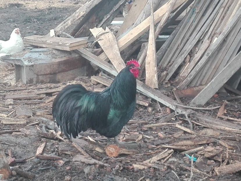  - AUSTRALORP