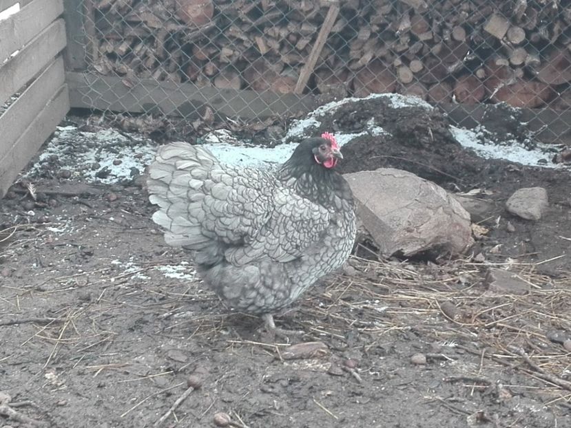  - AUSTRALORP