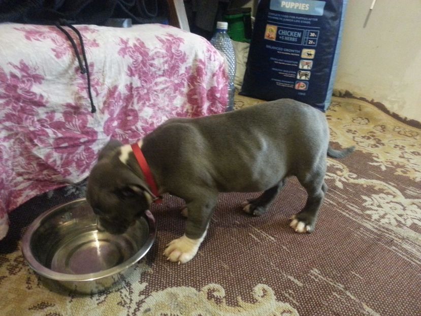 Maya - Femela american bully