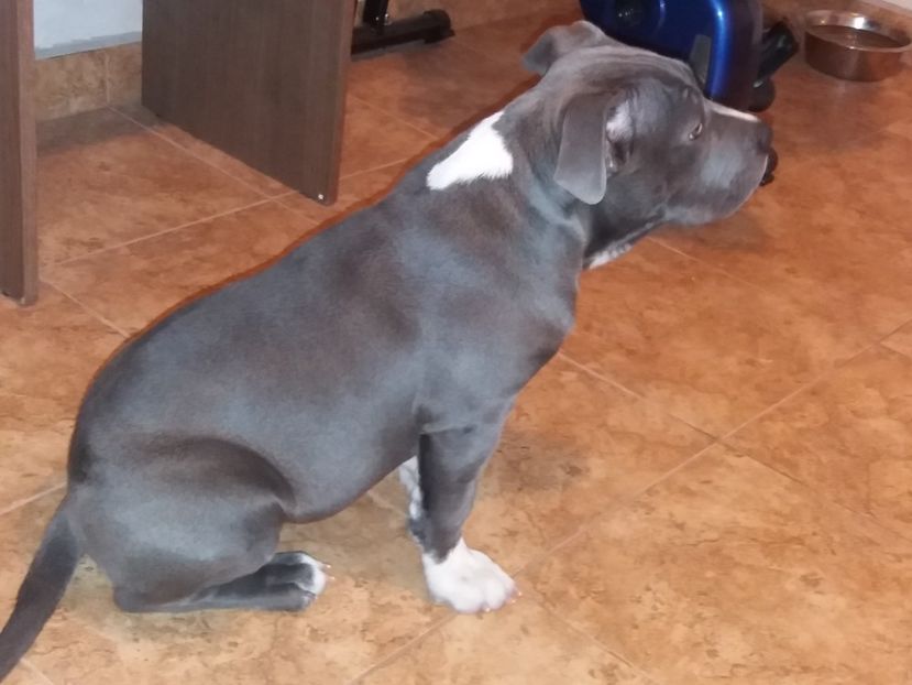 Maya - Femela american bully