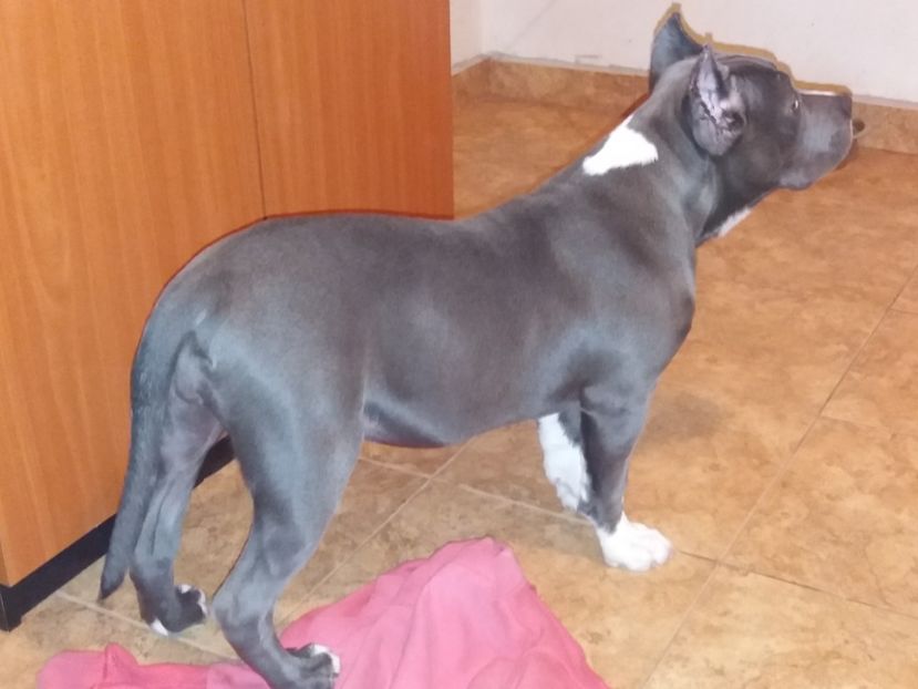 Maya - Femela american bully
