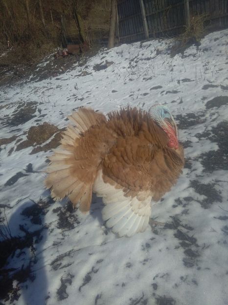 1487593209397-1410355254 - Marcelica puiul meu de curca si restul