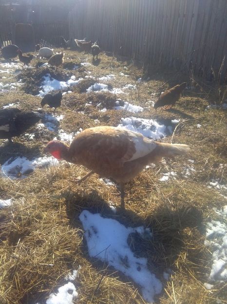  - Marcelica puiul meu de curca si restul