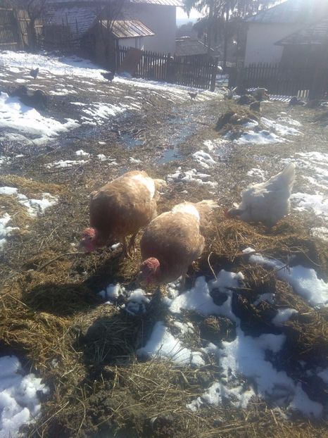  - Marcelica puiul meu de curca si restul