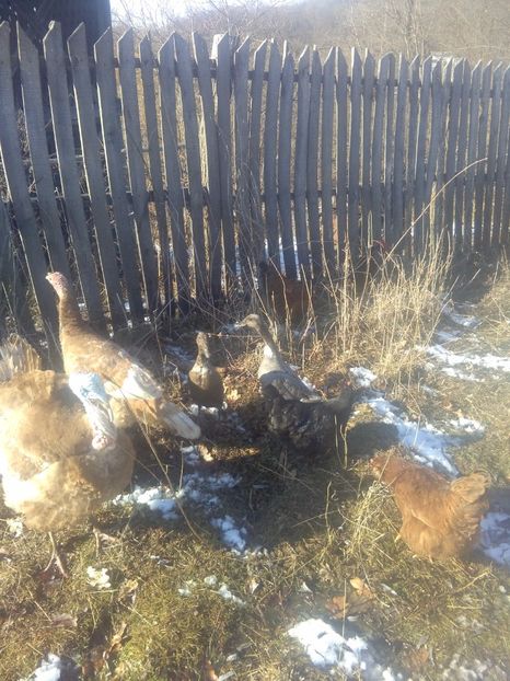 1487593427649-426594910 - Rate indiene matca 2017