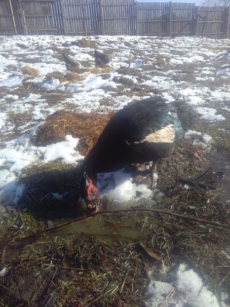 1487593554407-366009729 - Rate mute matca 2017