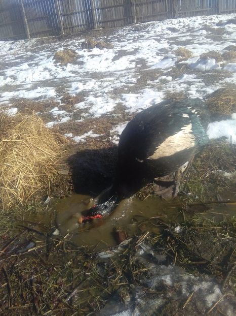  - Rate mute matca 2017