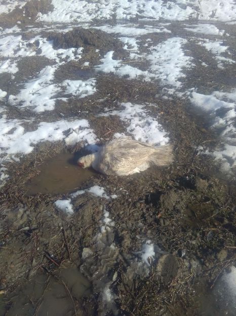  - Rate mute matca 2017