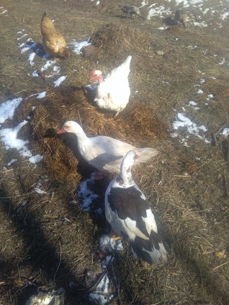 1487593642691-575552938 - Rate mute matca 2017