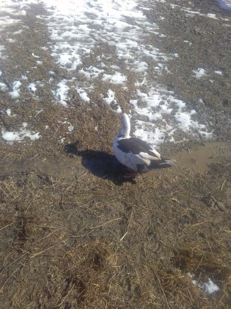  - Rate mute matca 2017