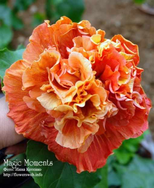 Magic Moments - Ce-mi doresc