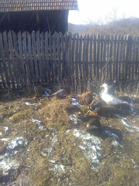  - Rate indiene matca 2017